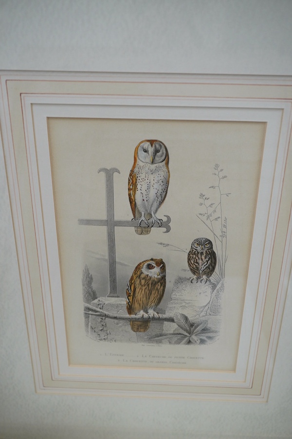 Twenty two 19th century French steel hand coloured engravings, birds to include ‘L’avocette’, 20 x 14cm. Condition - fair